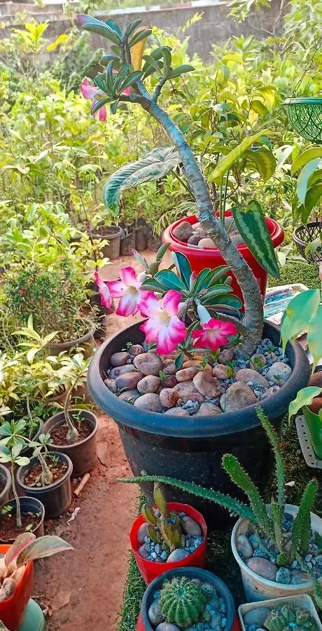 Rezort Dee Pearl Home Stay Varkala